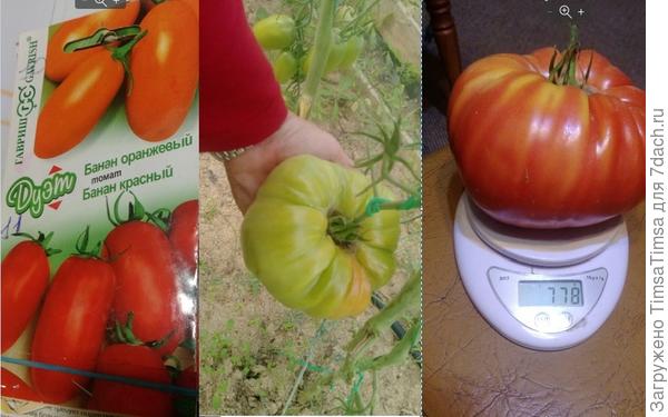 На среднем фото видно 2 кустика банана оранжевого. Крупноплодный "банан" даже больше понравился ))