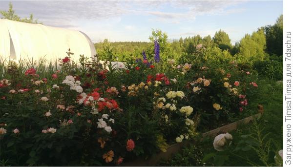 Спрятали помидоры от пекла