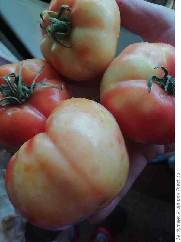 Почему томаты краснеют неравномерно? - ответы экспертов 7dach.ru