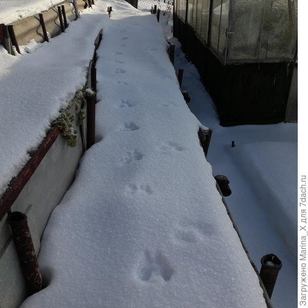 Зайкины следы