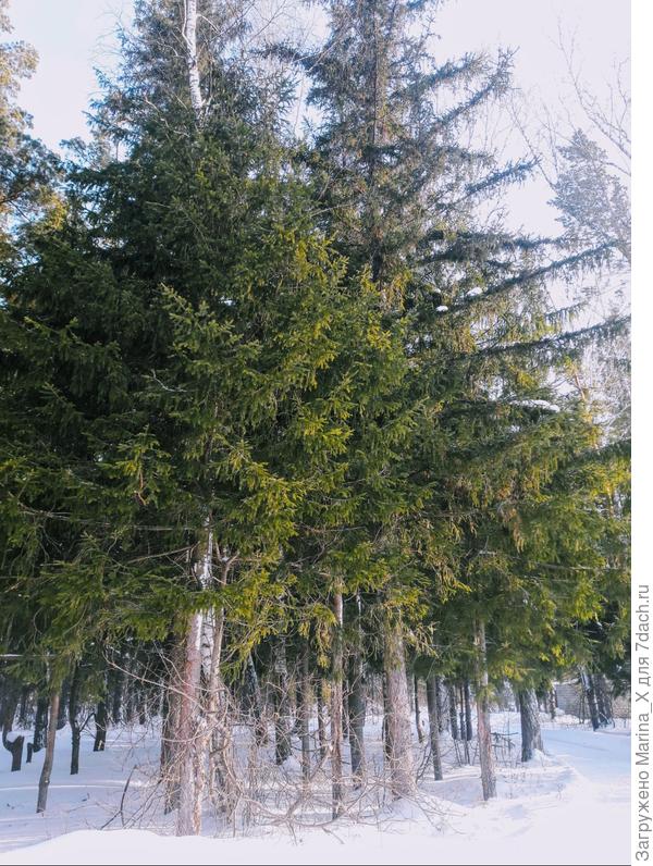 Ели