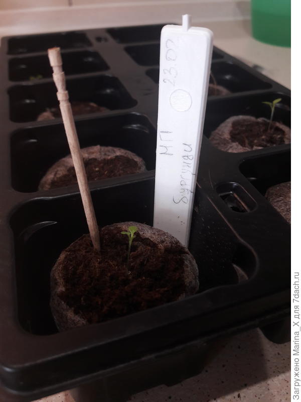 Первый настоящий листик