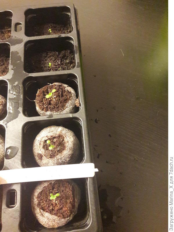 Первые настоящие листочки