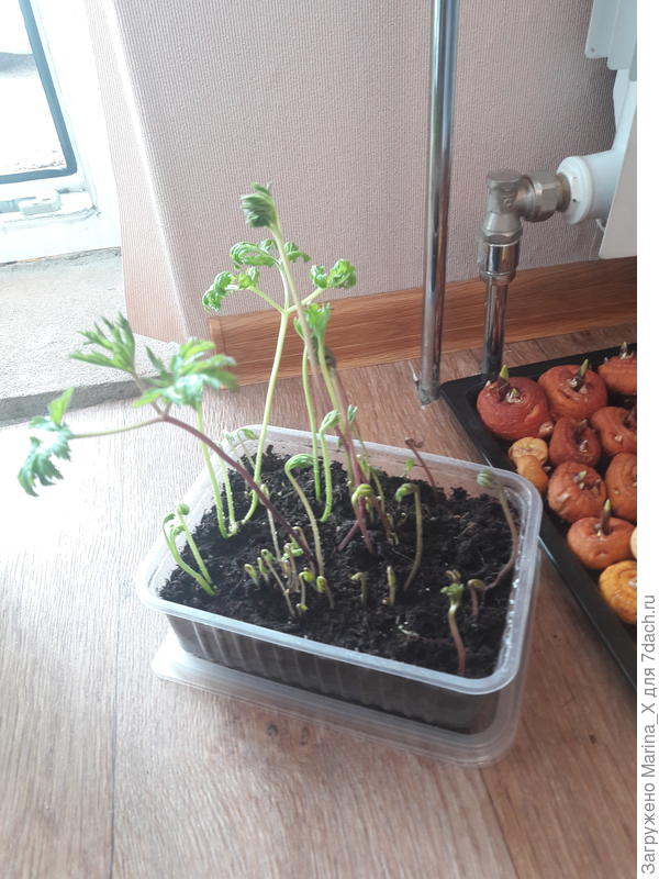 Сейчас такие