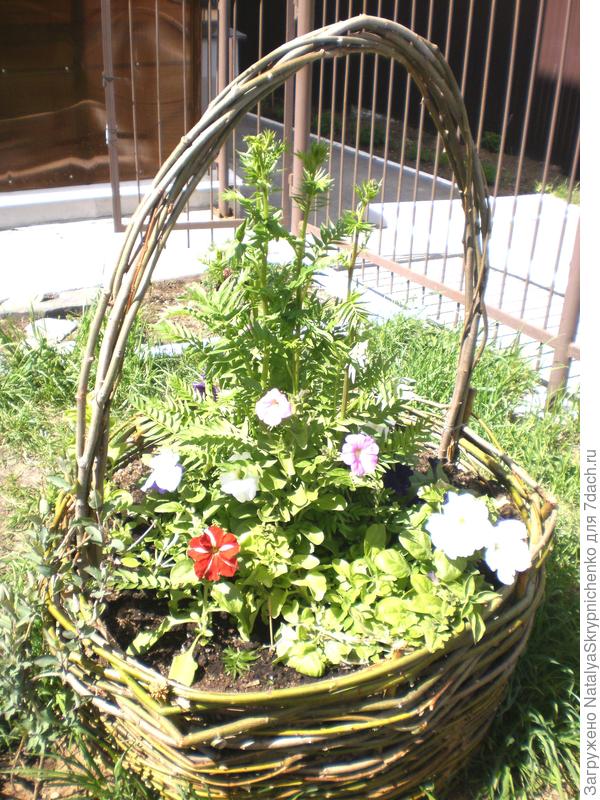 майские петунии