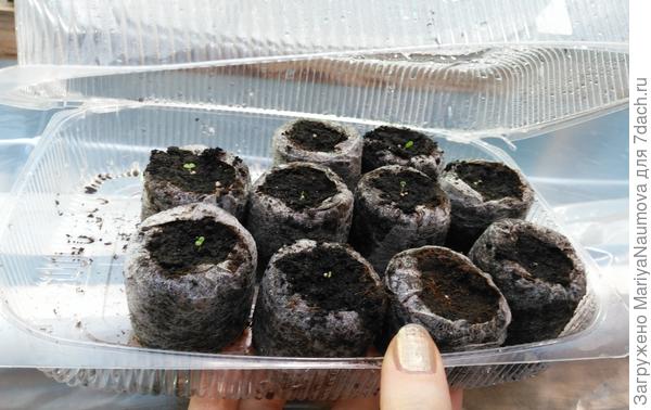 Фотография за 06.02.2018г.