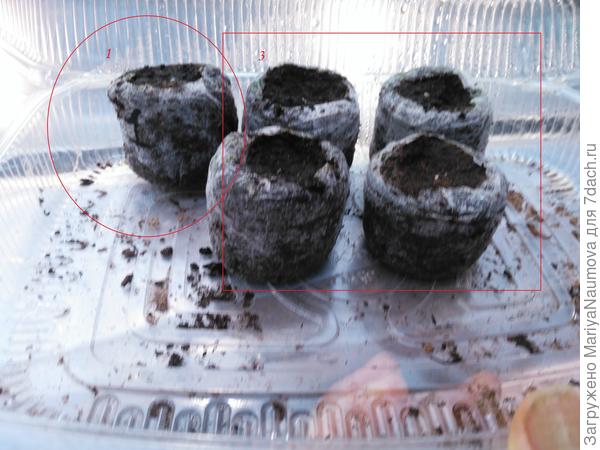 4 таблеточки (№3) поставила в отдельный контейнер, пока лежат