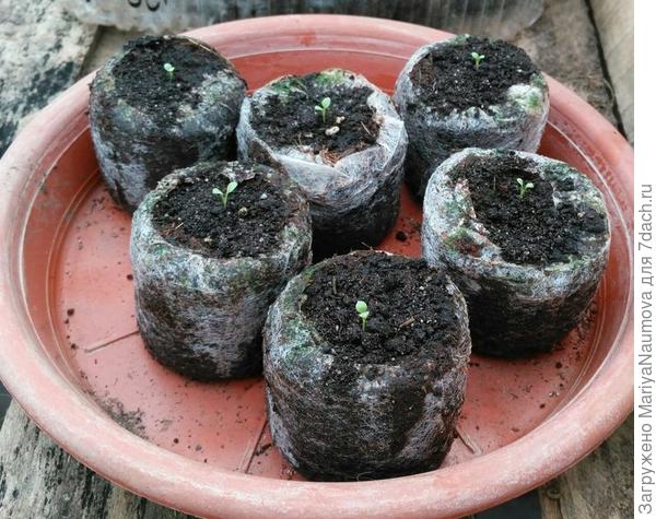 Подсыпала, налила в поддон теплой воды с добавлением эпина