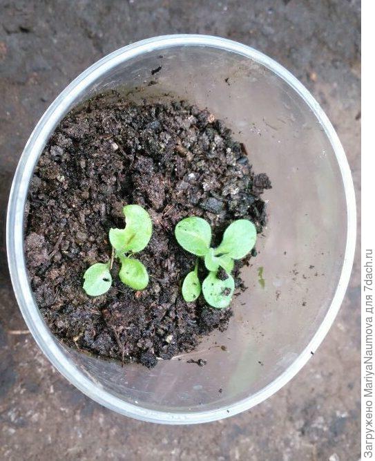 после пикировки