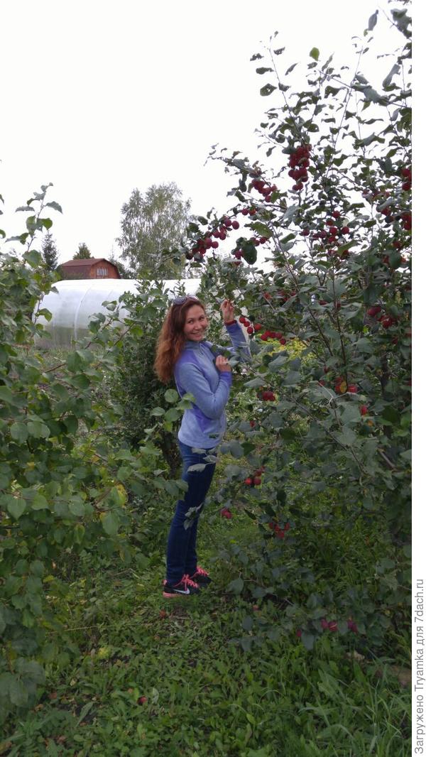 Яблоня - полукультурка растет по середине участка, разделяя его на сад и на огород.