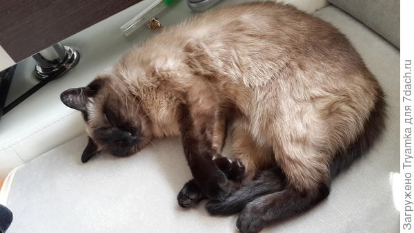 Муся - тайская подобрашка )) Точнее сама пришла и уходить не захотела. Теперь важная квартирная кошь )