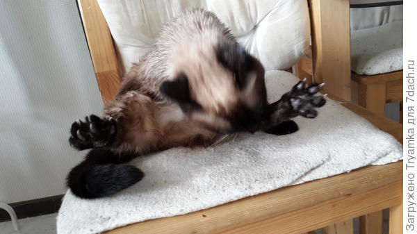 Лапки - растопырки )))