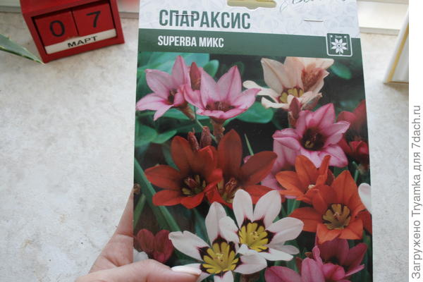 Спараксис.