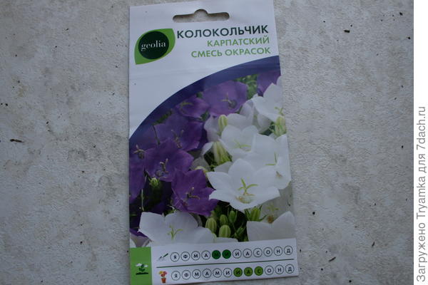 Колокольчики семенами.