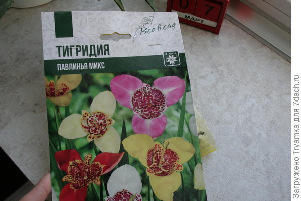 Тигридия