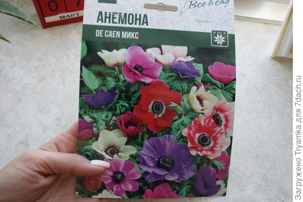 анемоны.