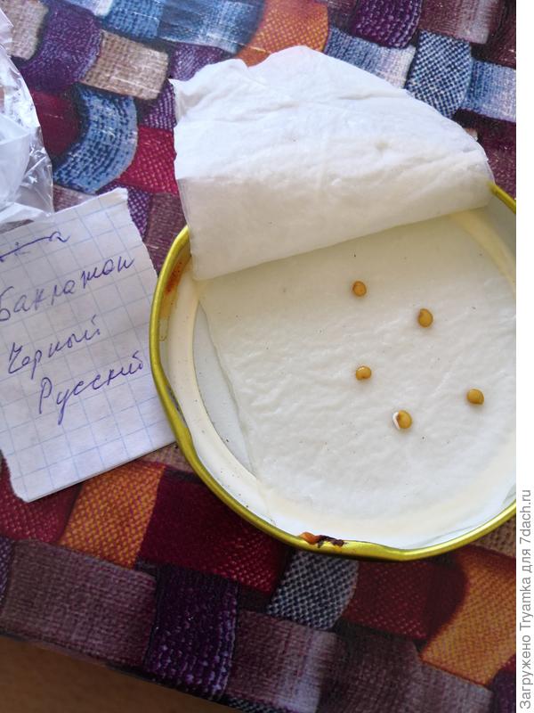 первый корешок.