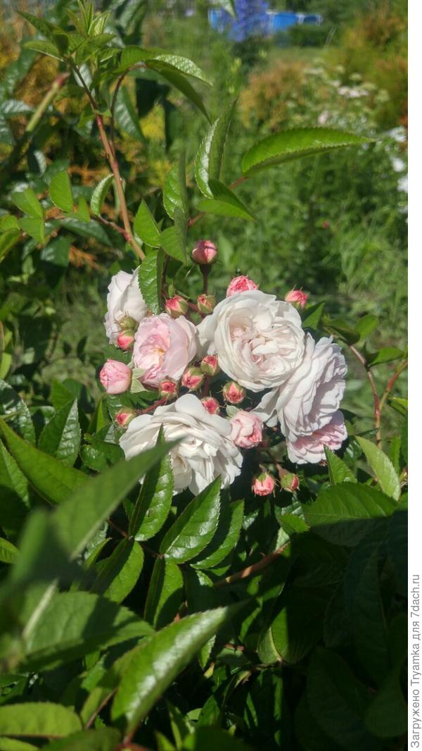 розочка сибирская )