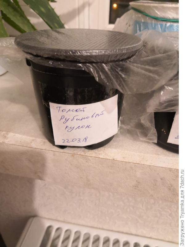 емкость на подоконнике.