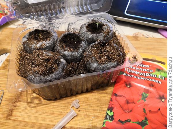 Досеяла 5 шт &mdash; 22/03/18, прямо в эти же таблетки, там где не взошли предыдущие.