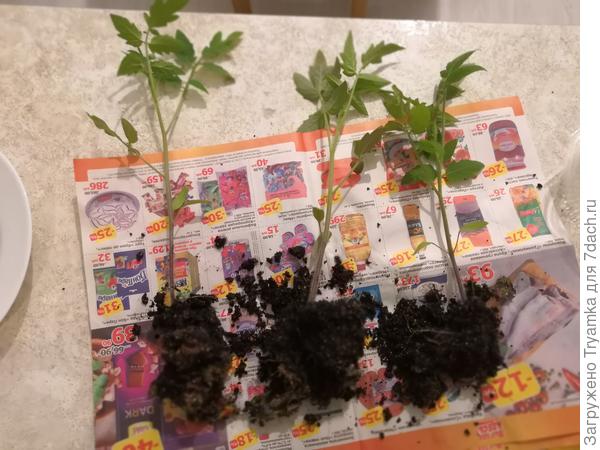 разделяю корни с комом земли