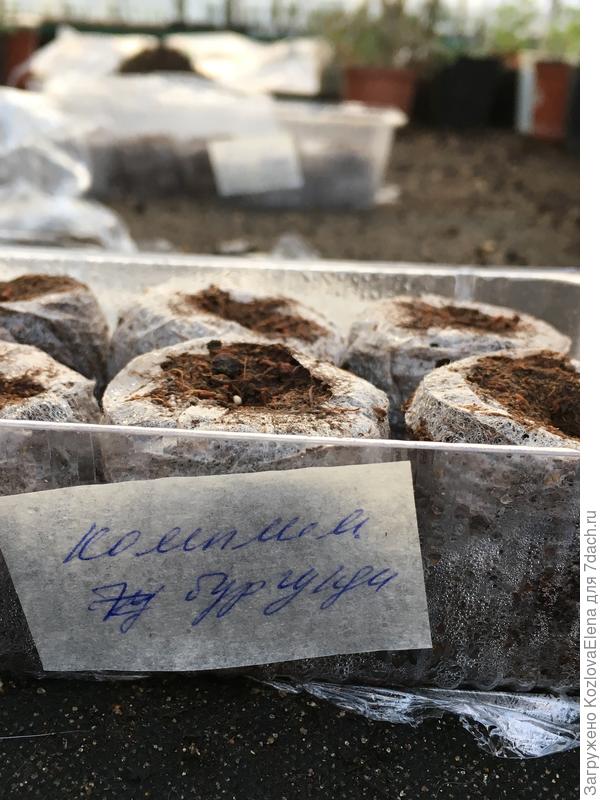 Посев семян в таблетки