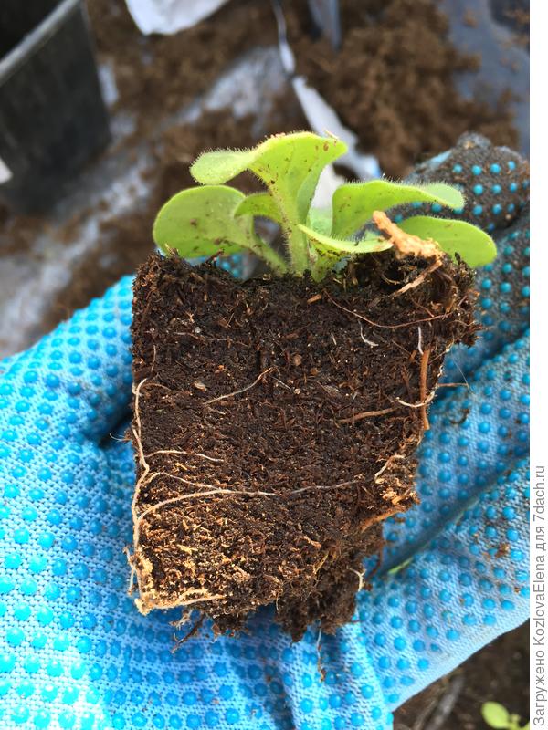 Развитие корневой системы растений при посеве семян в торфяной грунт.