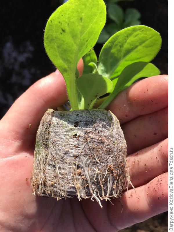 Развитие корневой системы растений при посеве семян в таблетки.