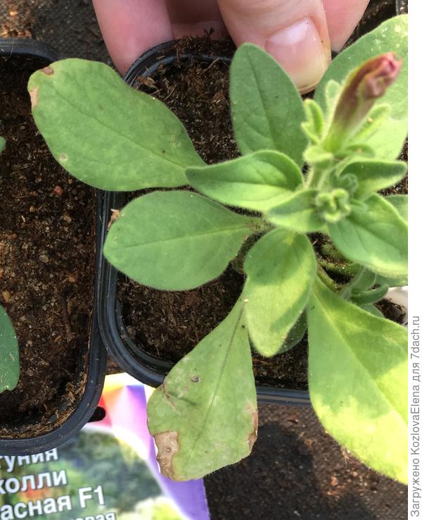 Развитие растений  при посеве семян в таблетки Джиффи (50 день от посева, 16.04.2018)