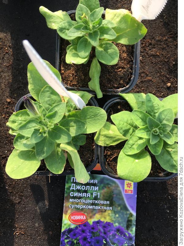 Развитие растений при посеве семян в таблетки Джиффи (50 день от посева, 16.04.2018)
