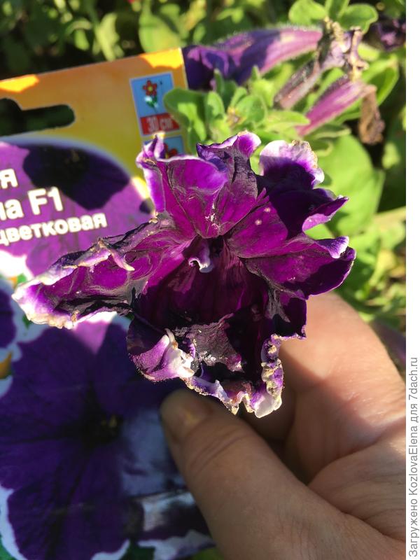 ло