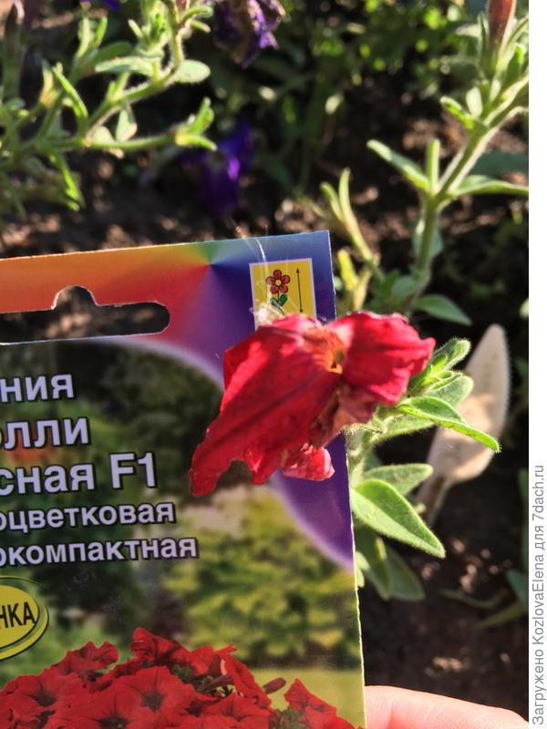 дл