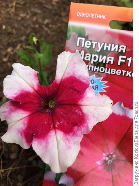 Незначительные повреждения цветков