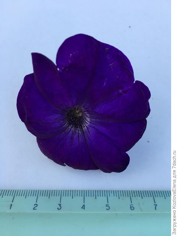 ло