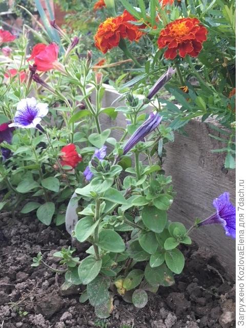 31.07.2018