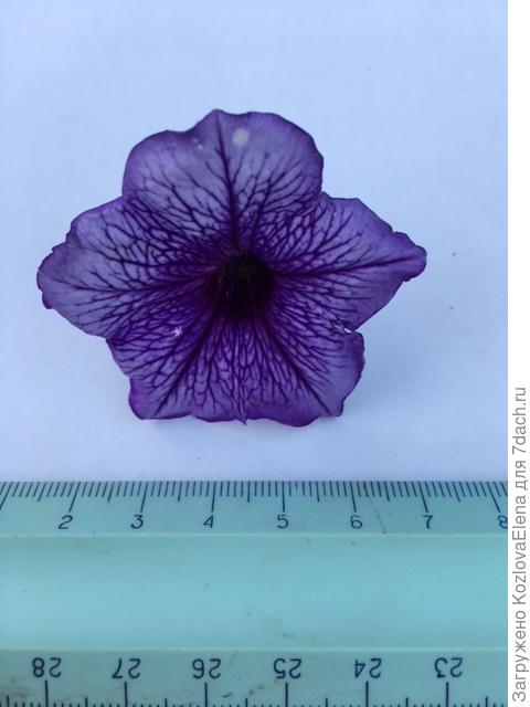 ло