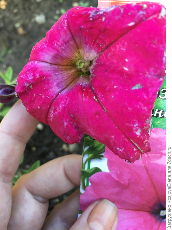 ло