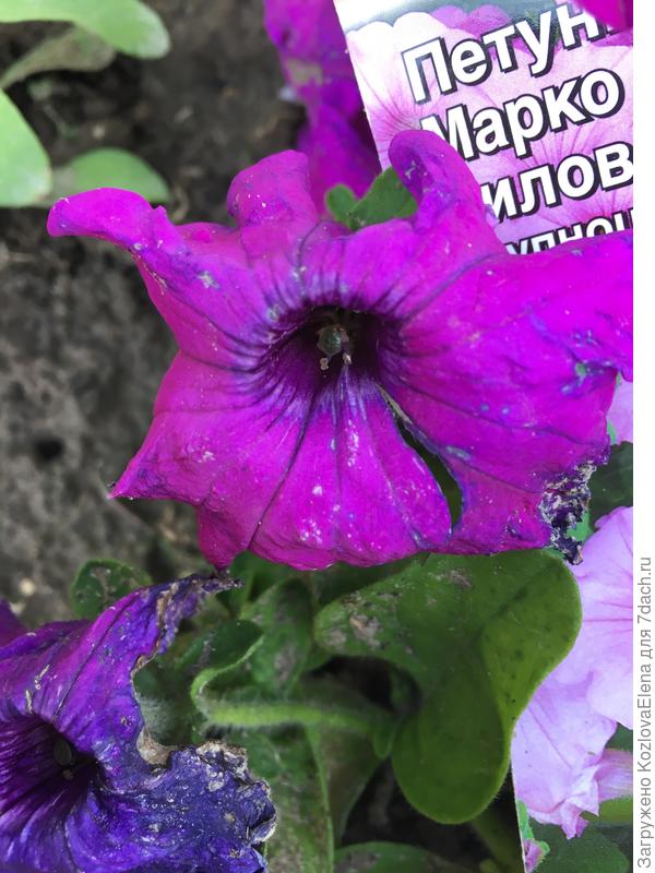 ло