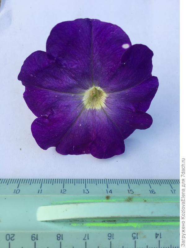 ло