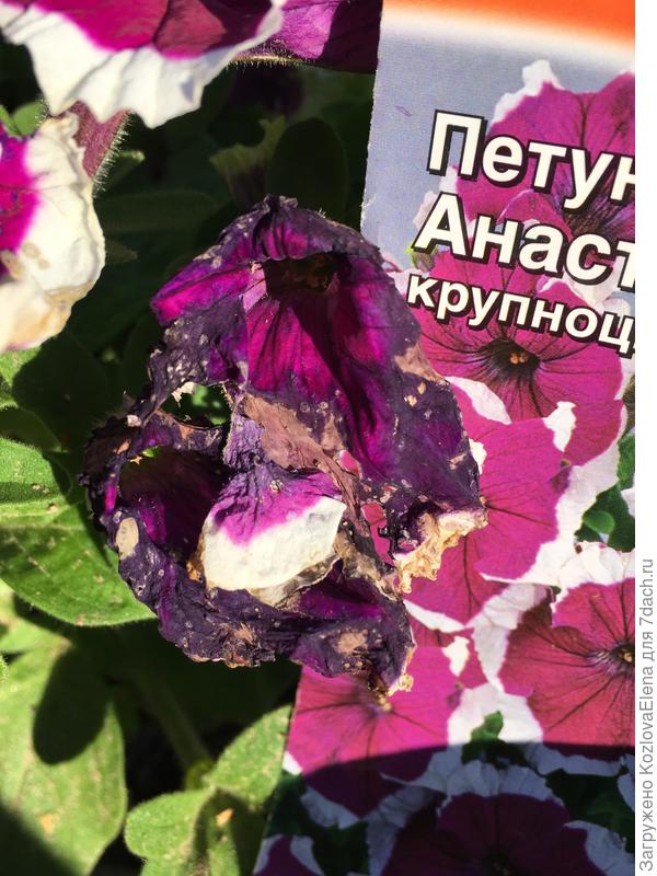 Птицы в небе щебечут: Настя () Птицы в небе щебечут: Настя