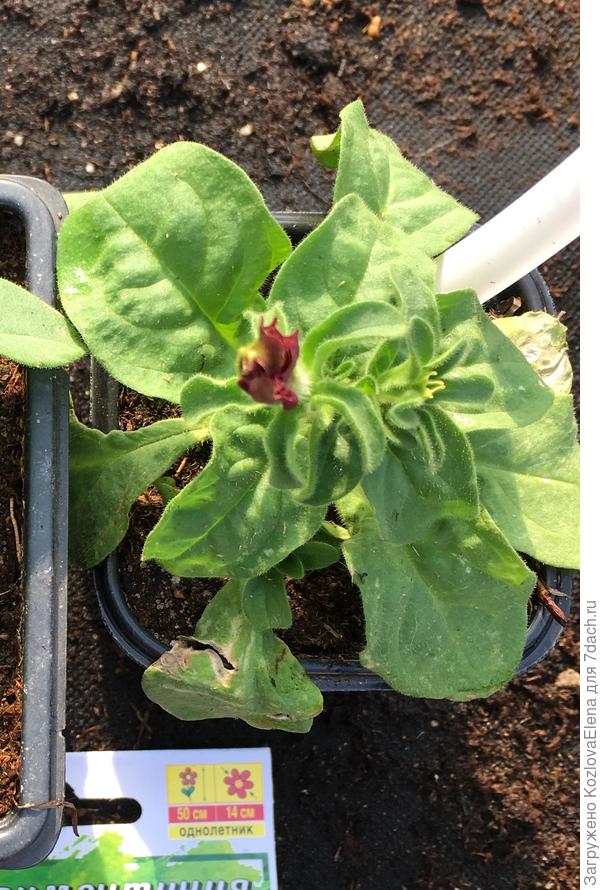 Начало бутонизации