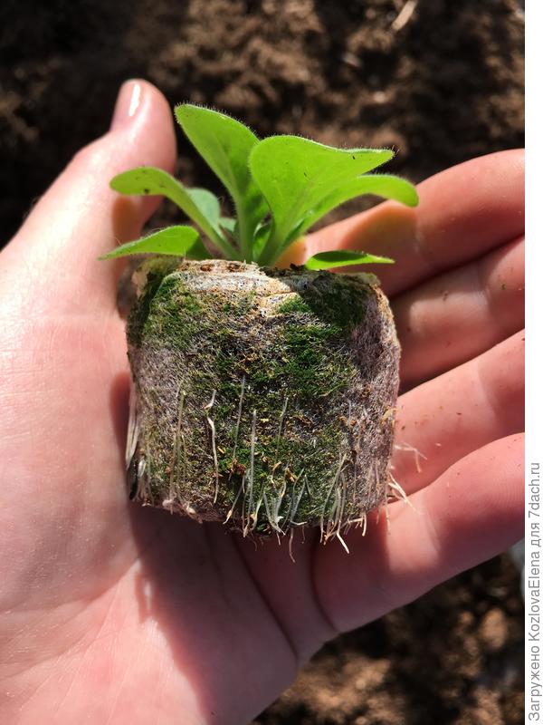 Корневая система в таблетках