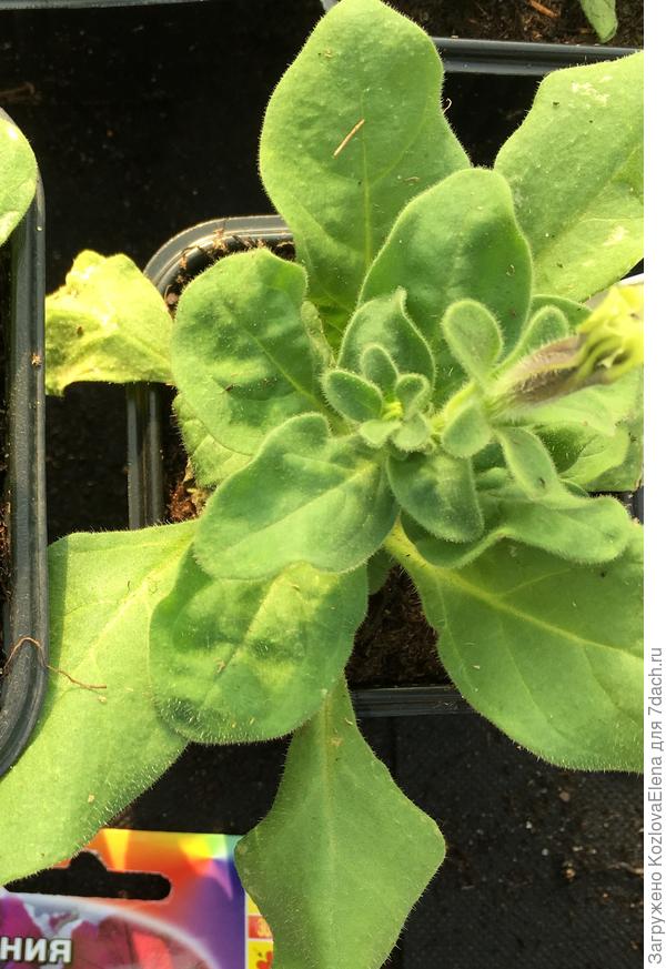 Начало цветения