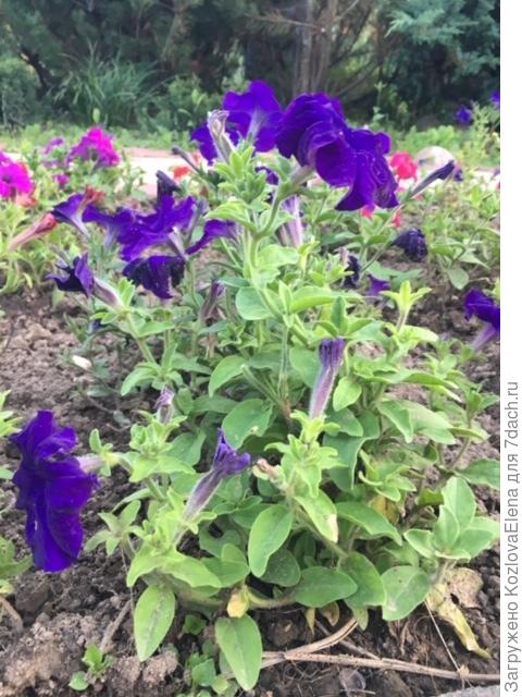 30.07.2018