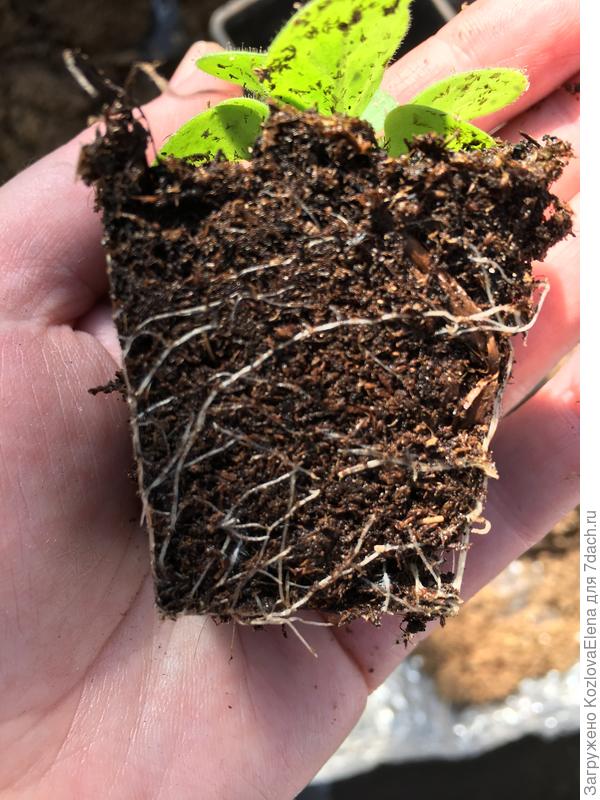 Корневая система в кассетах