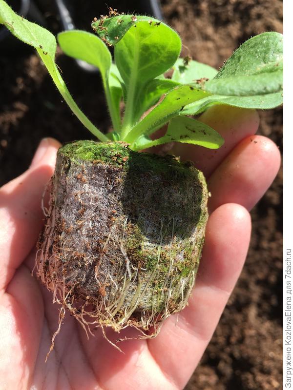 Корневая система в таблетках Джиффи