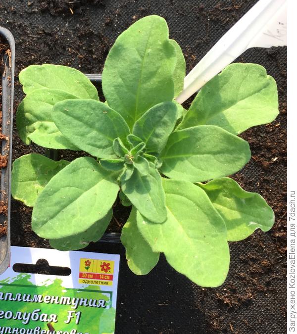 Развитие рассады из таблеток Джиффи