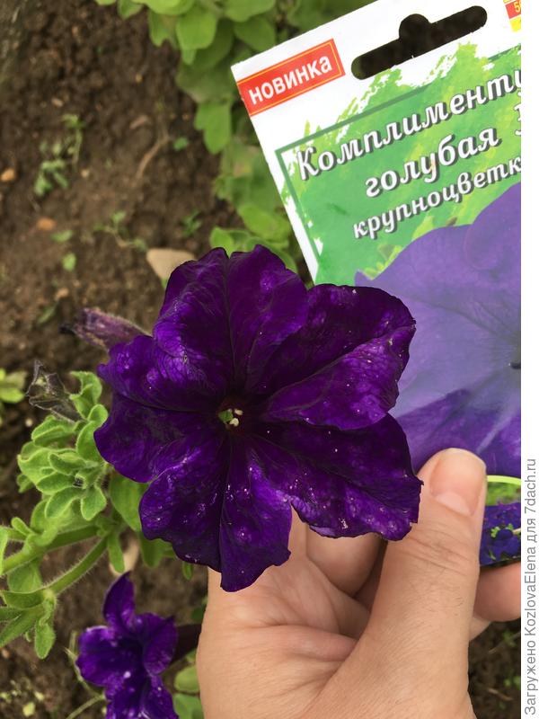 Повреждения цветков