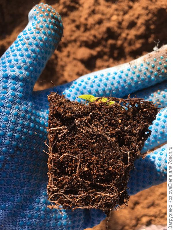 Корневая система в таблетках