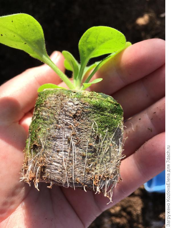 Корневая система в таблетках